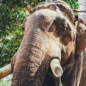 Bokva le plus gros éléphant du Cambodge