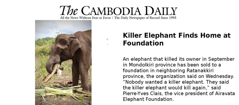 THE CAMBODIA DAILY – KILLER ELEPHANT FINDS HOME AT FOUNDATION